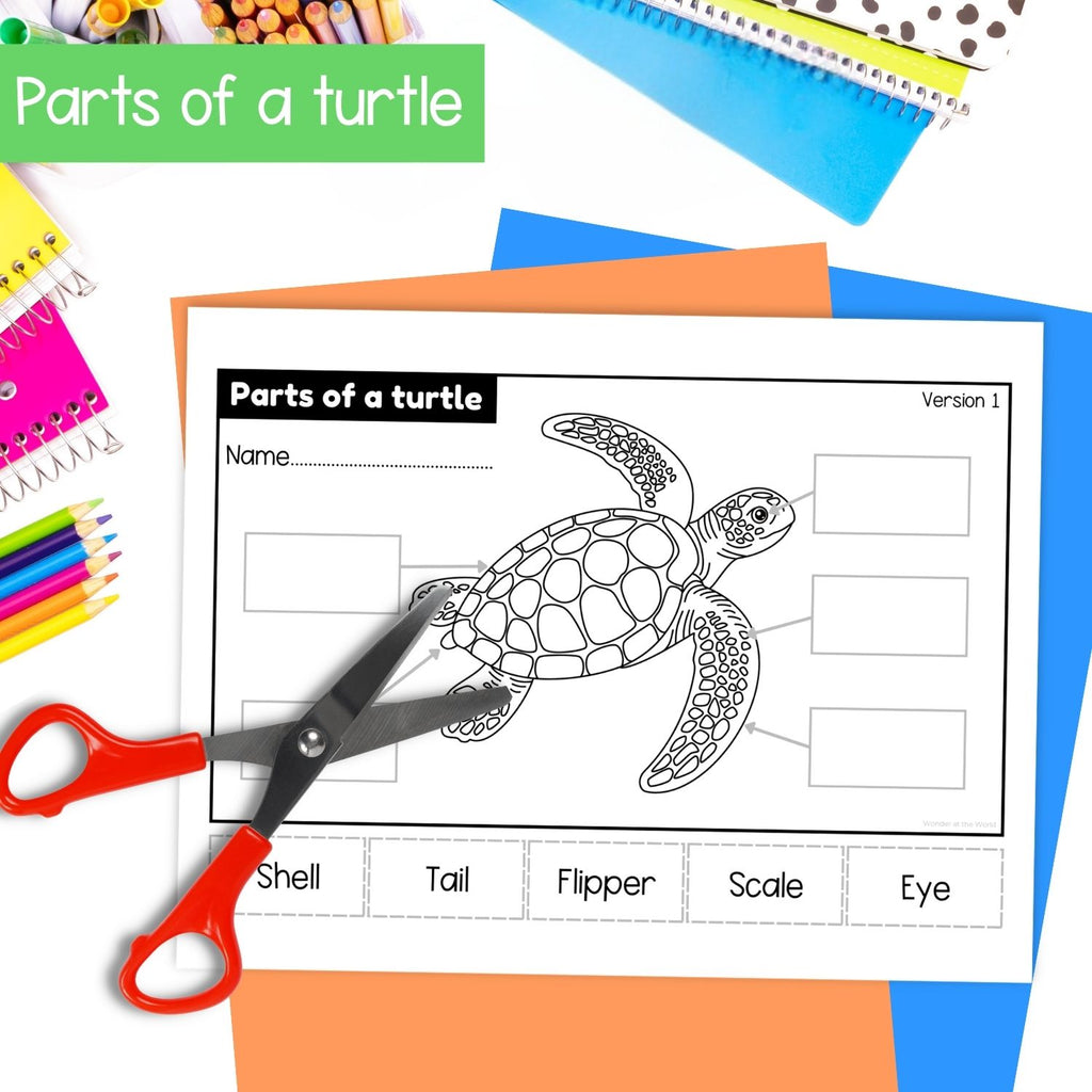 Sea turtle life cycle sequence and fold science craft activity