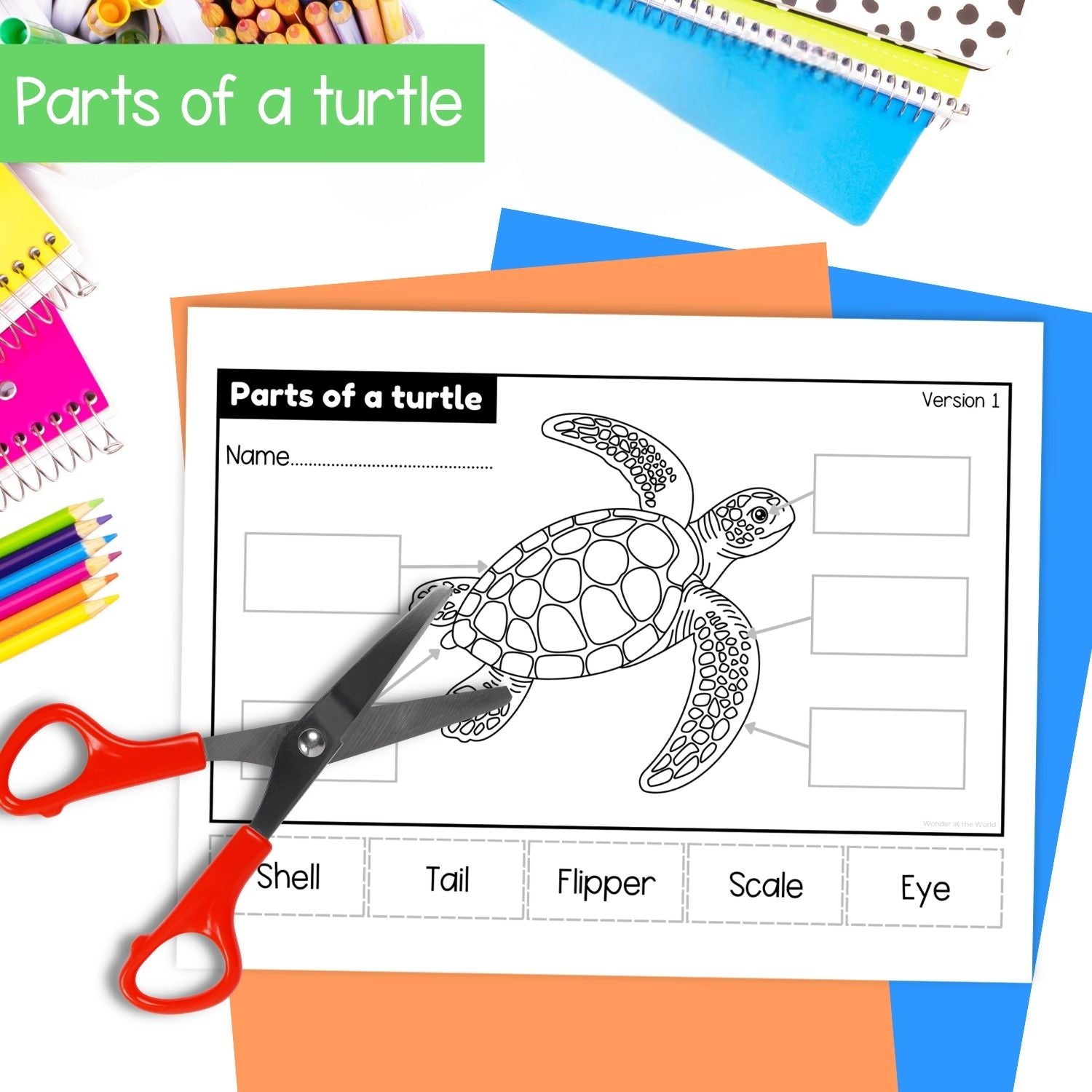 Sea turtle life cycle sequence and fold science craft activity