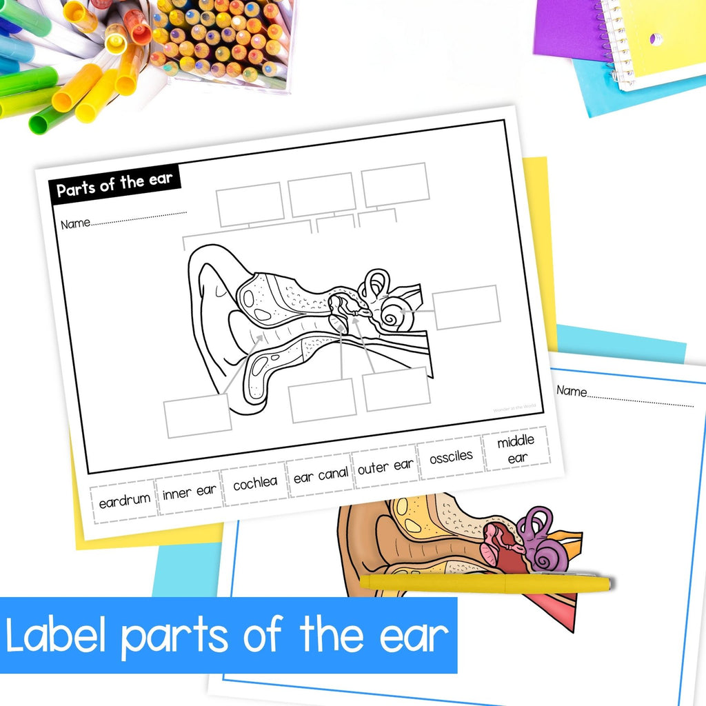 How the human ear works parts of the ear sequence and fold activity cut & paste