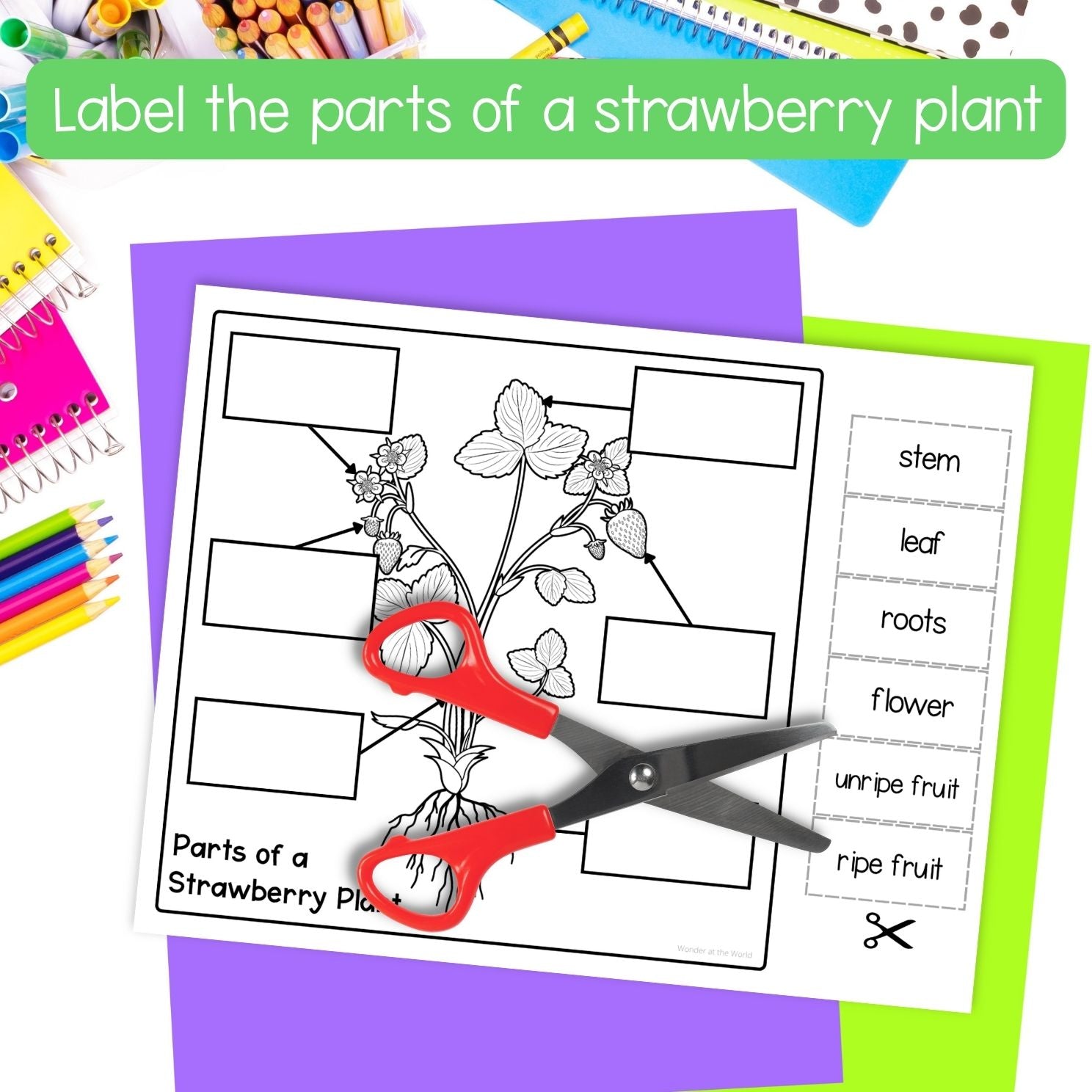 Strawberry plant life cycle sequence and fold sciene craft activity