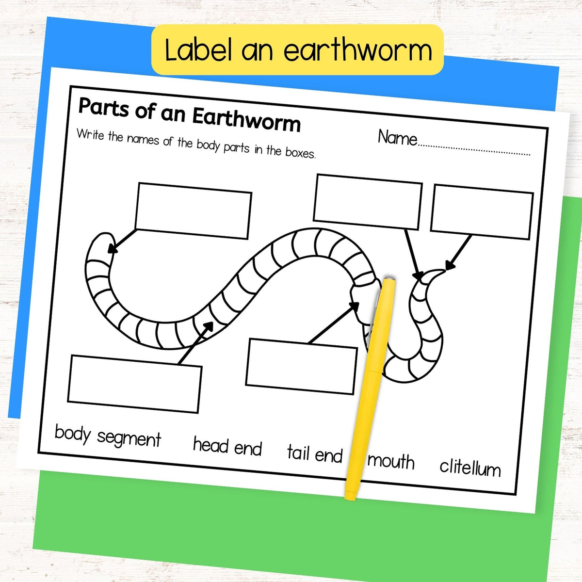 Earthworm life cycle sequence and fold science craft activity