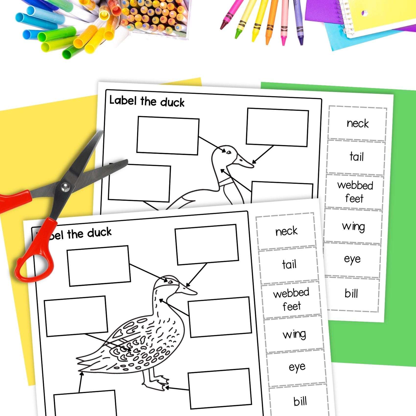 Mallard duck life cycle sequence and fold science craft and labelling