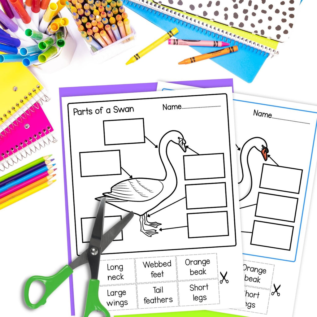 Mute swan life cycle sequence and fold bird science craft activity