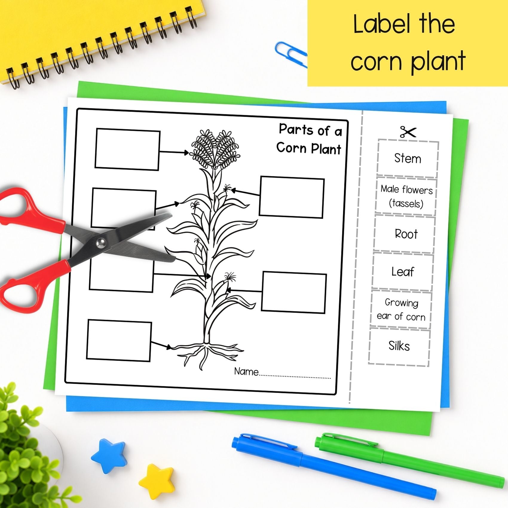 Life cycle of a corn plant sequence and fold science craft activity