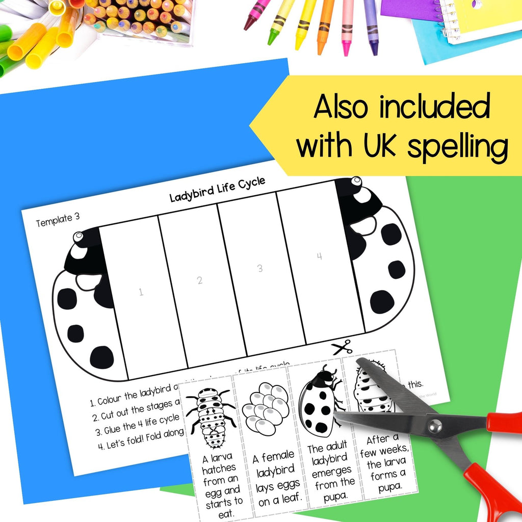 Ladybug (ladybird) life cycle sequence and fold science craft activity