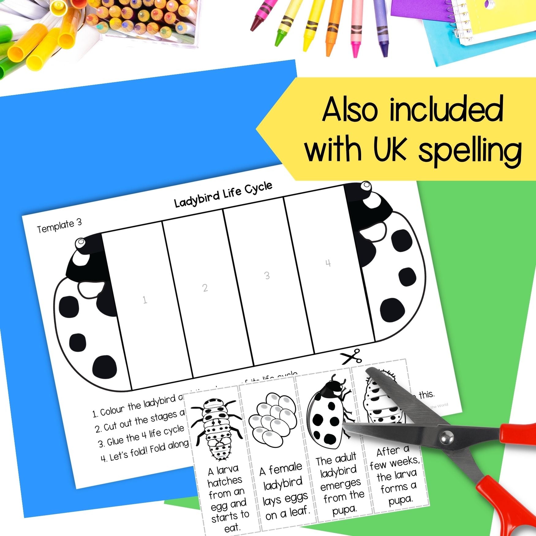 Ladybug (ladybird) life cycle sequence and fold science craft activity