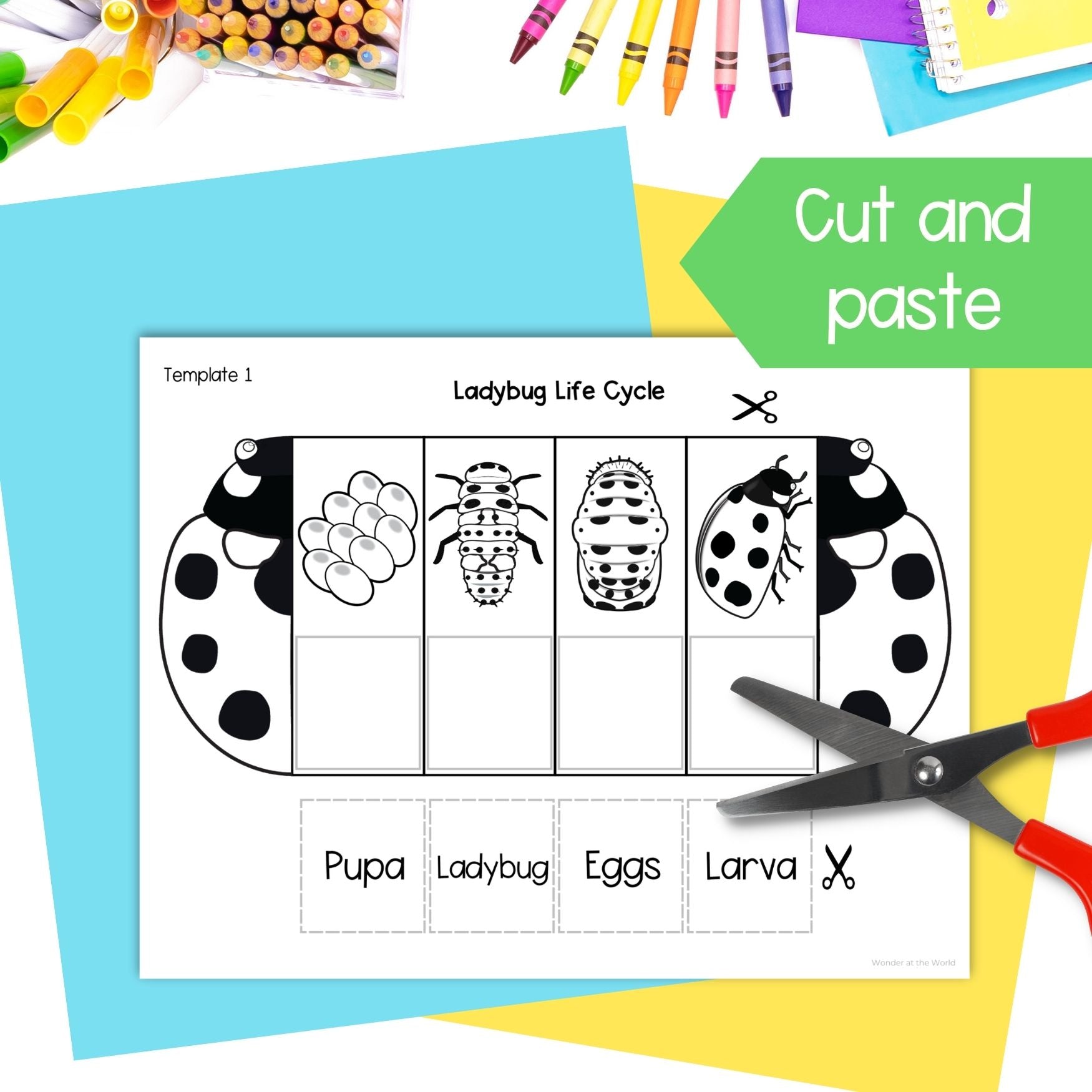 Ladybug (ladybird) life cycle sequence and fold science craft activity