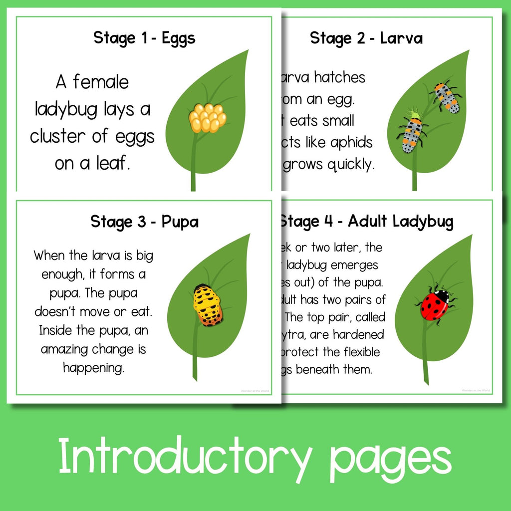 Ladybug (ladybird) life cycle sequence and fold science craft activity