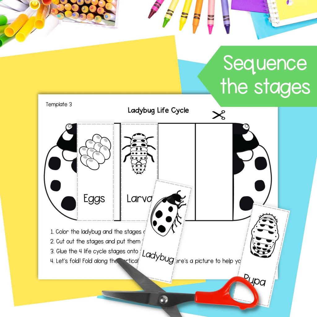 Ladybug (ladybird) life cycle sequence and fold science craft activity