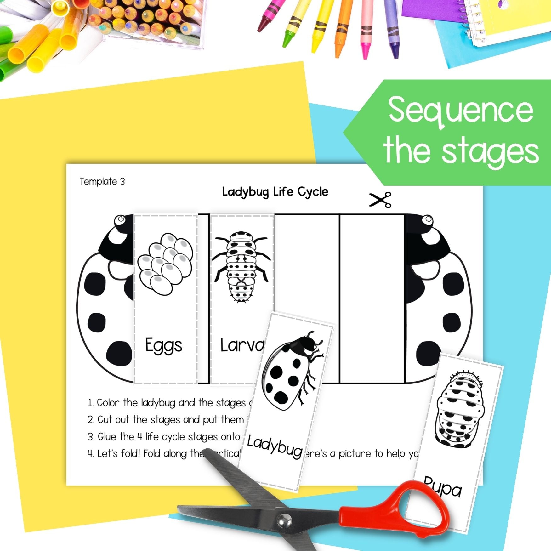 Ladybug (ladybird) life cycle sequence and fold science craft activity