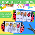 Ladybug (ladybird) life cycle sequence and fold science craft activity