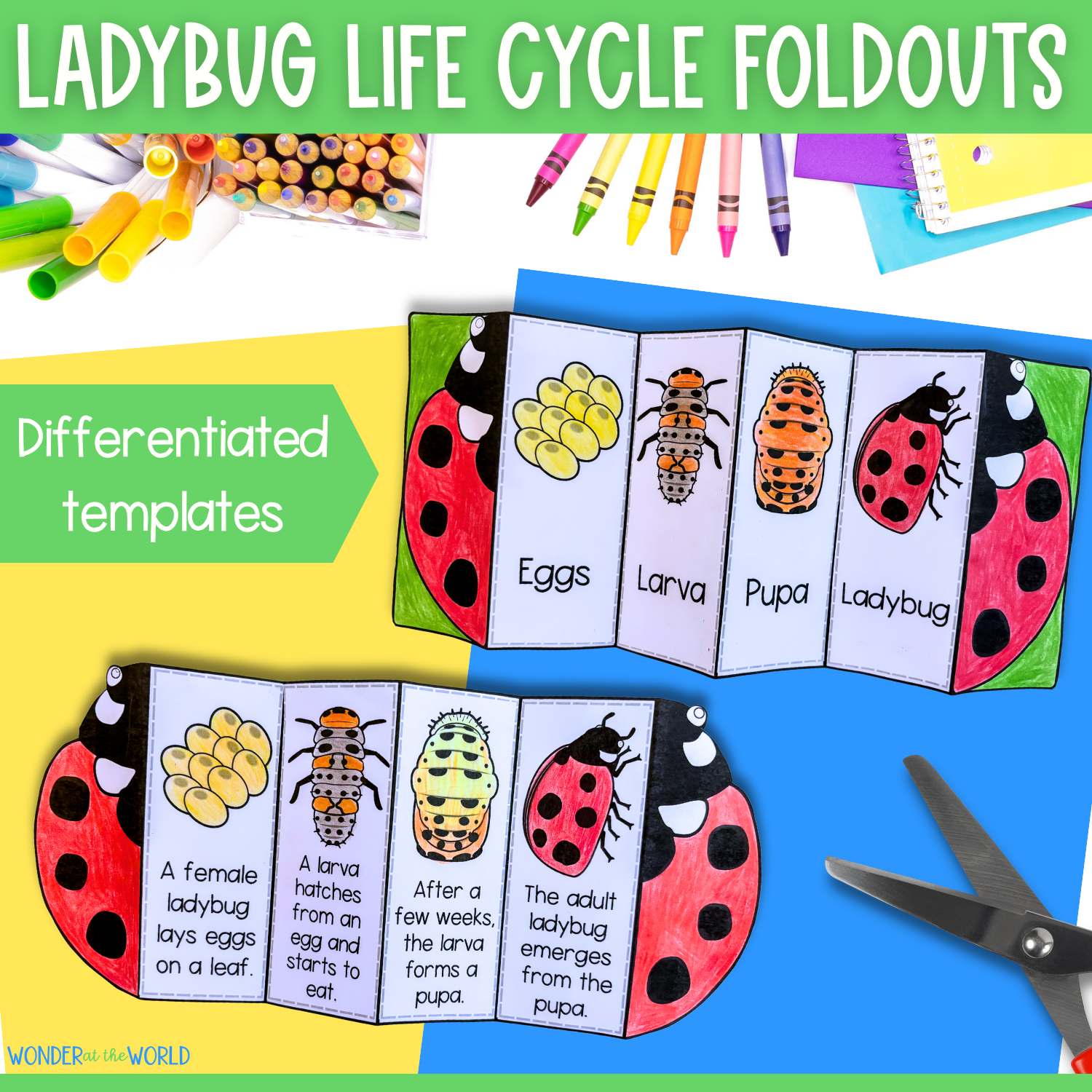 Ladybug (ladybird) life cycle sequence and fold science craft activity