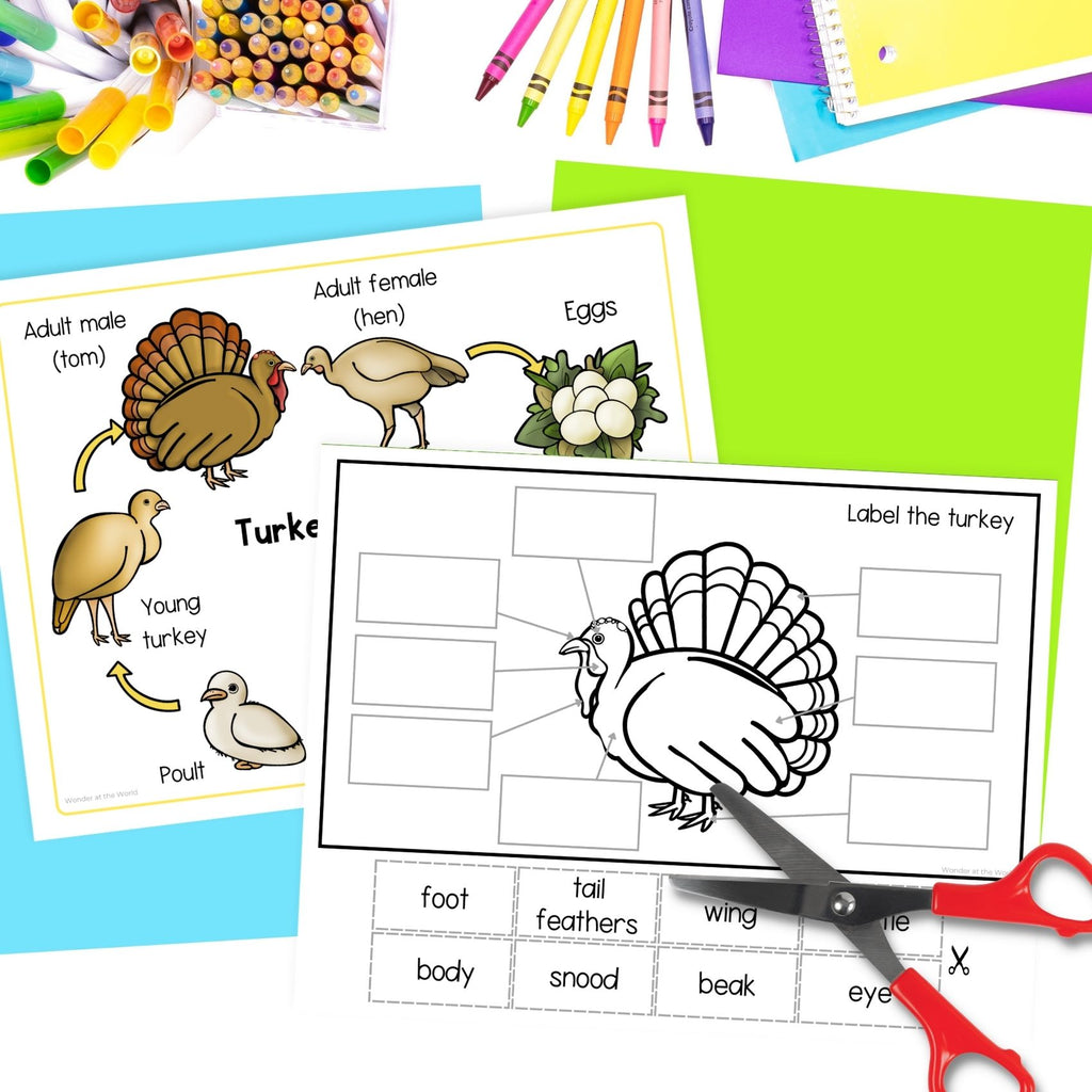 Wild turkey life cycle sequence and fold bird science craft activity