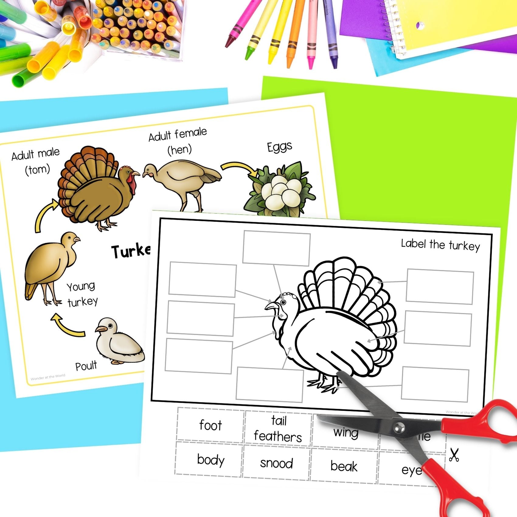 Wild turkey life cycle sequence and fold bird science craft activity