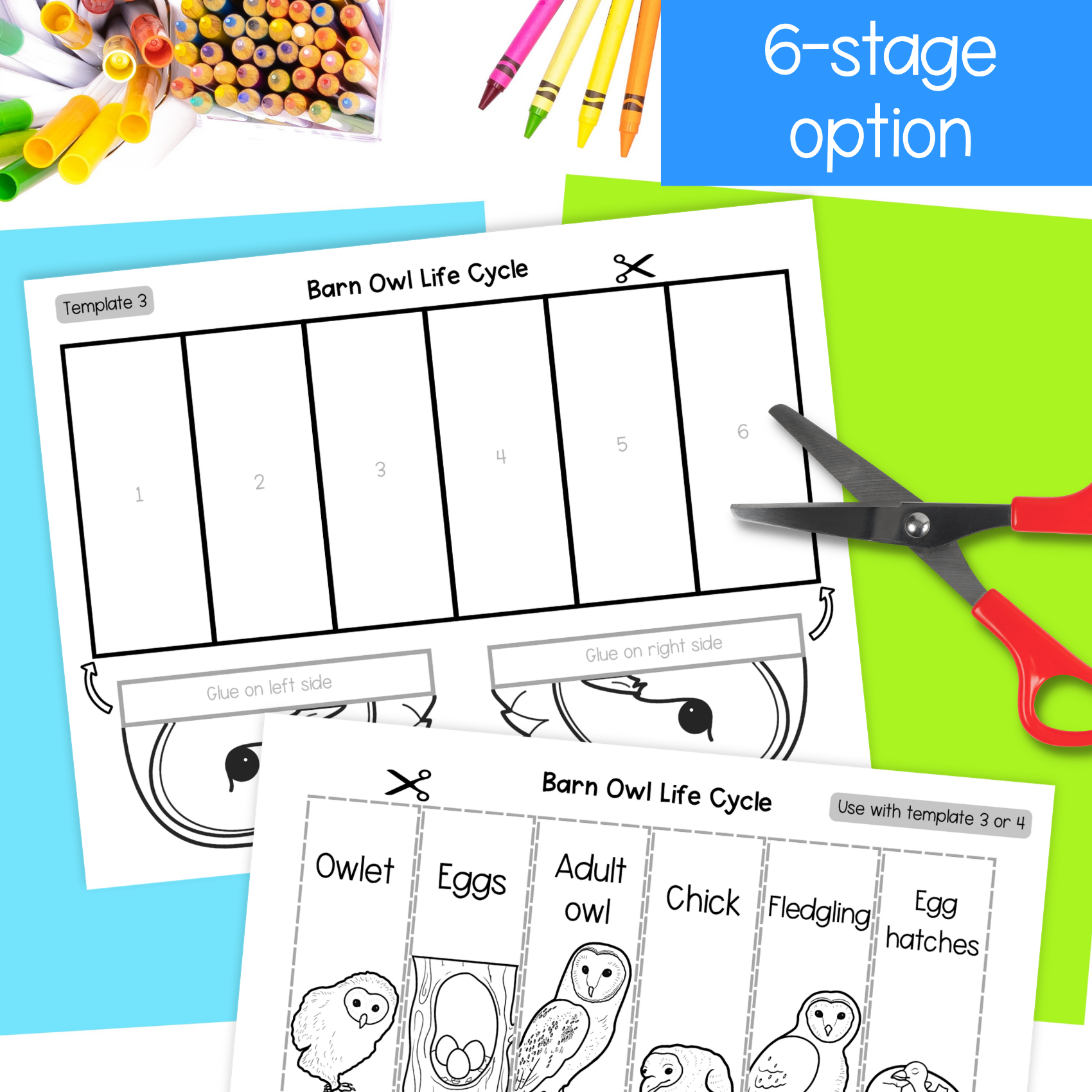 Barn owl life cycle sequence and fold bird science craft activity