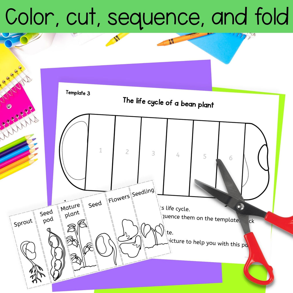 Life cycle of a bean plant sequence and fold science craft activity