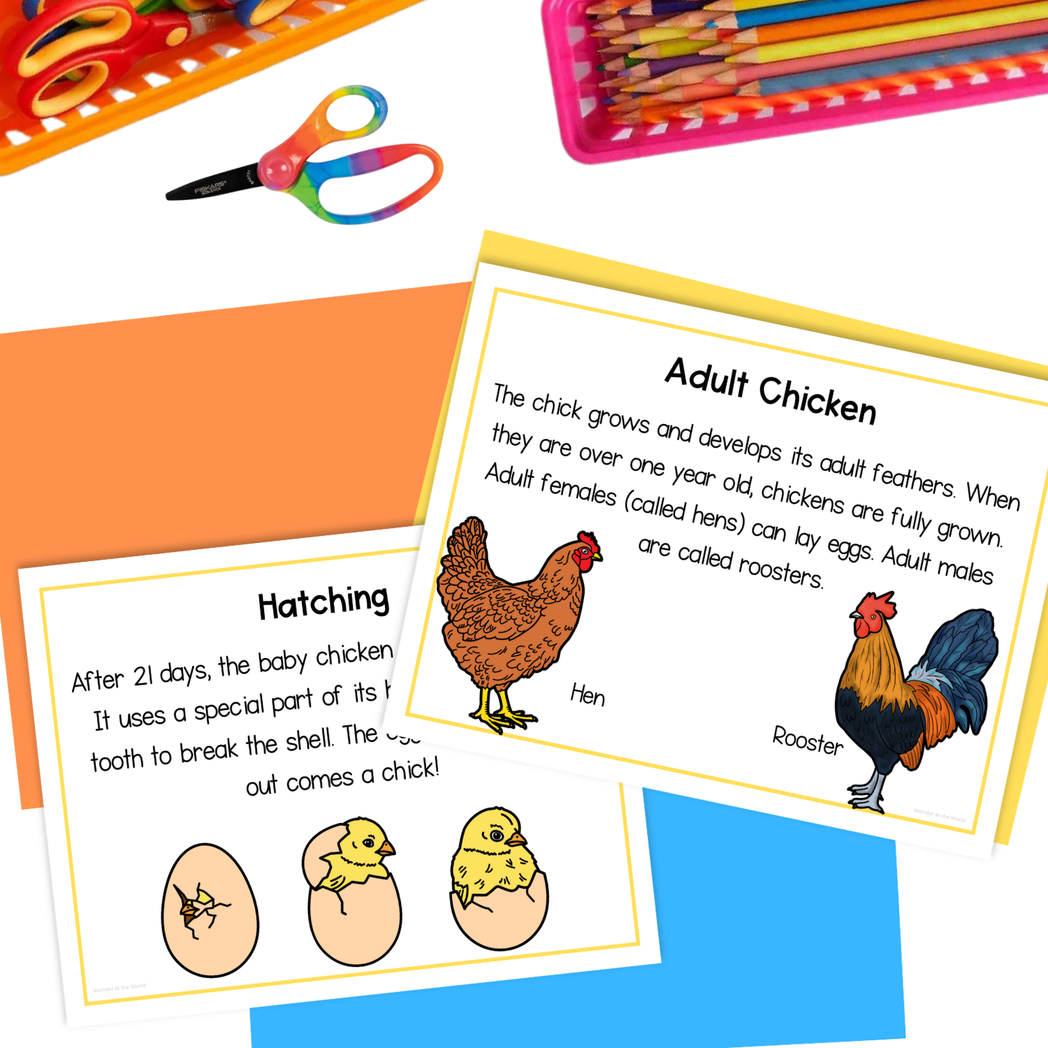 Chicken life cycle sequence and fold science craft activity