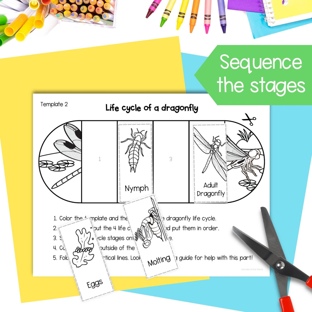 Dragonfly life cycle sequence and fold science craft activity