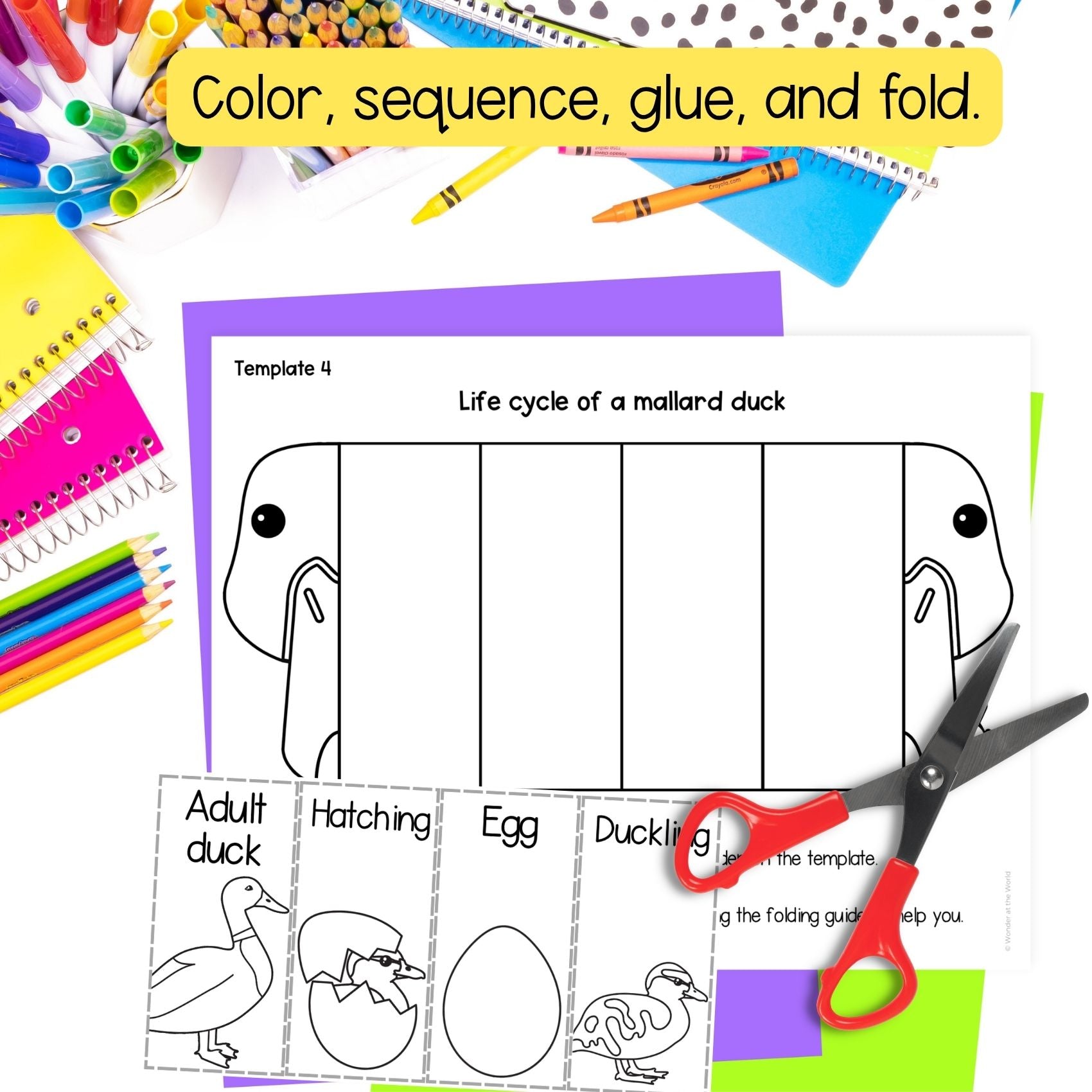Mallard duck life cycle sequence and fold science craft and labelling