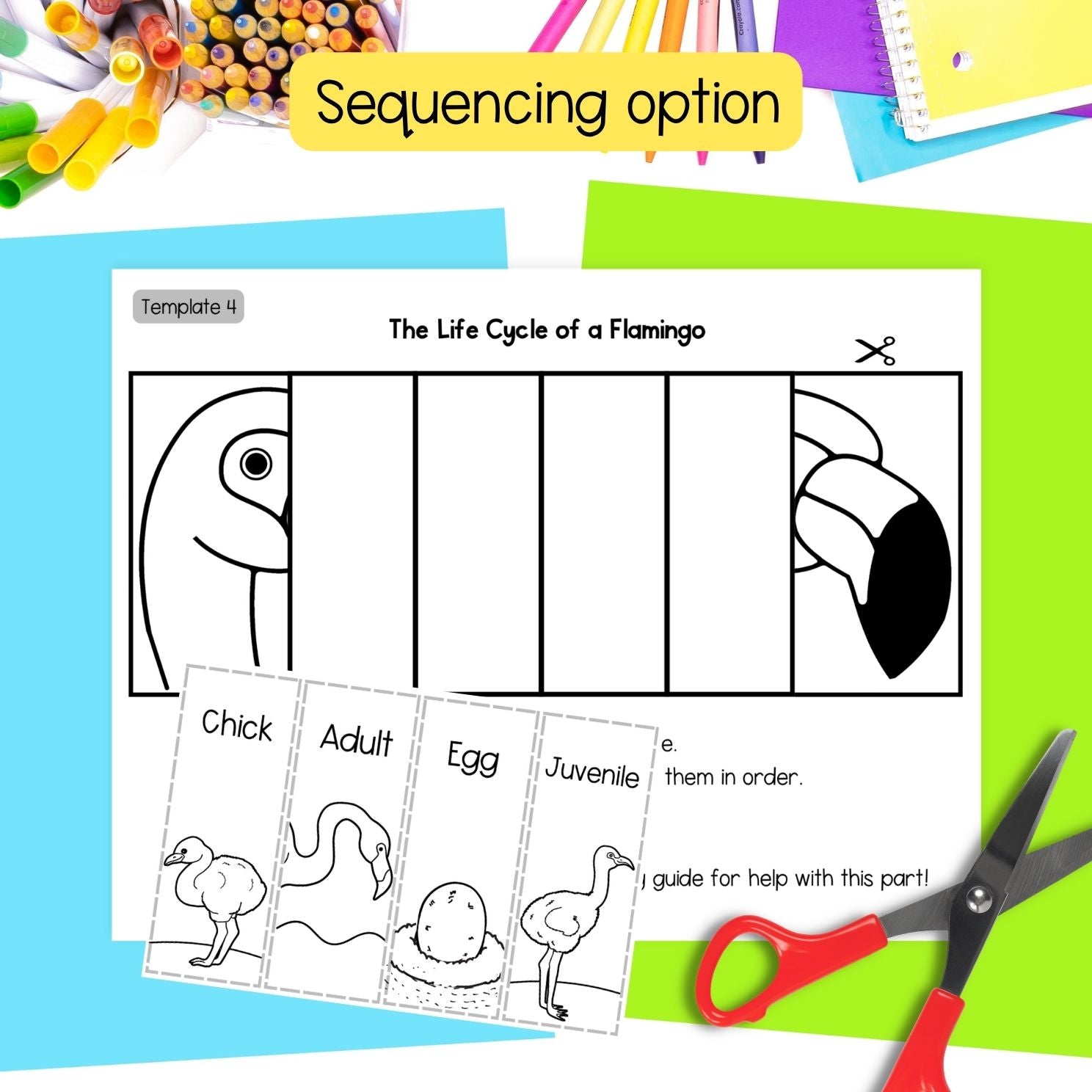 Flamingo life cycle seuquence and fold science craft