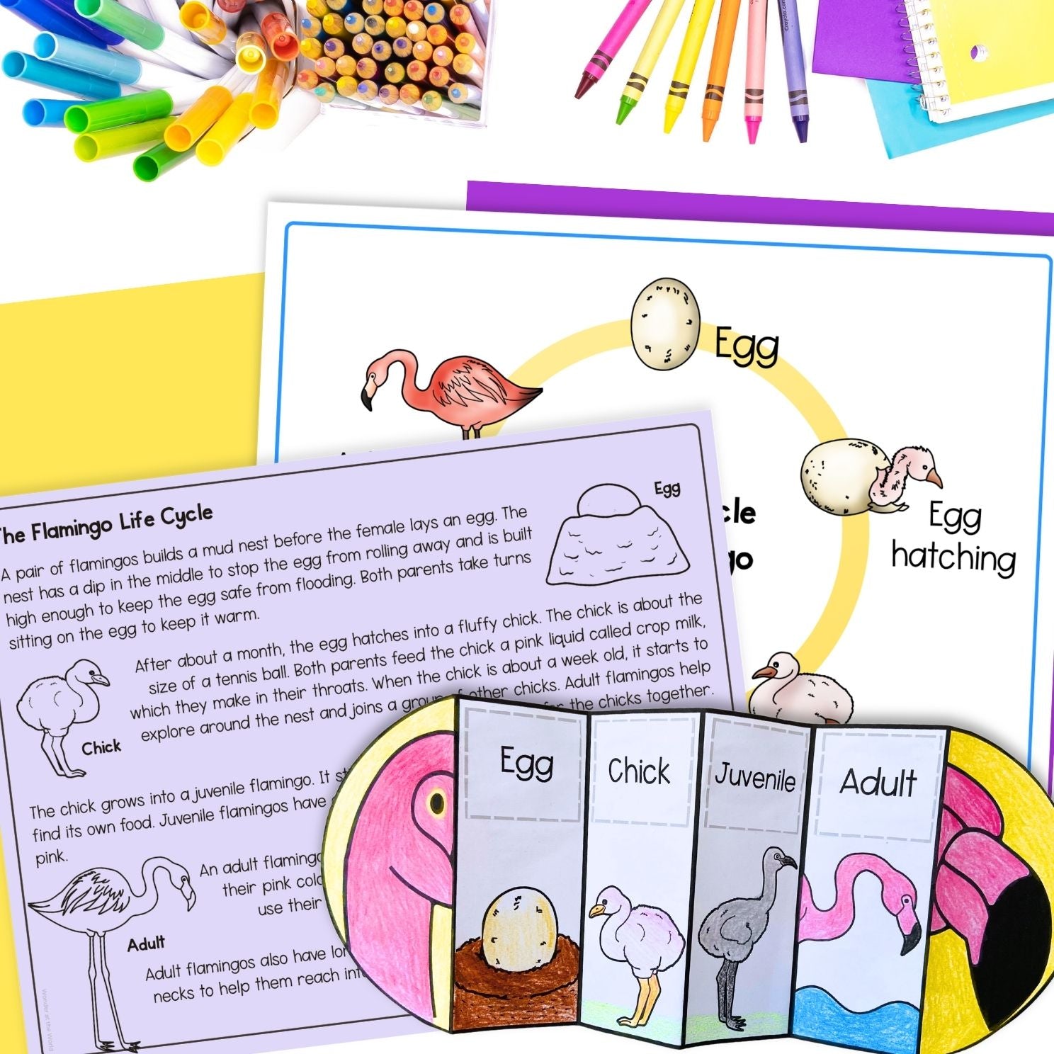 Flamingo life cycle seuquence and fold science craft