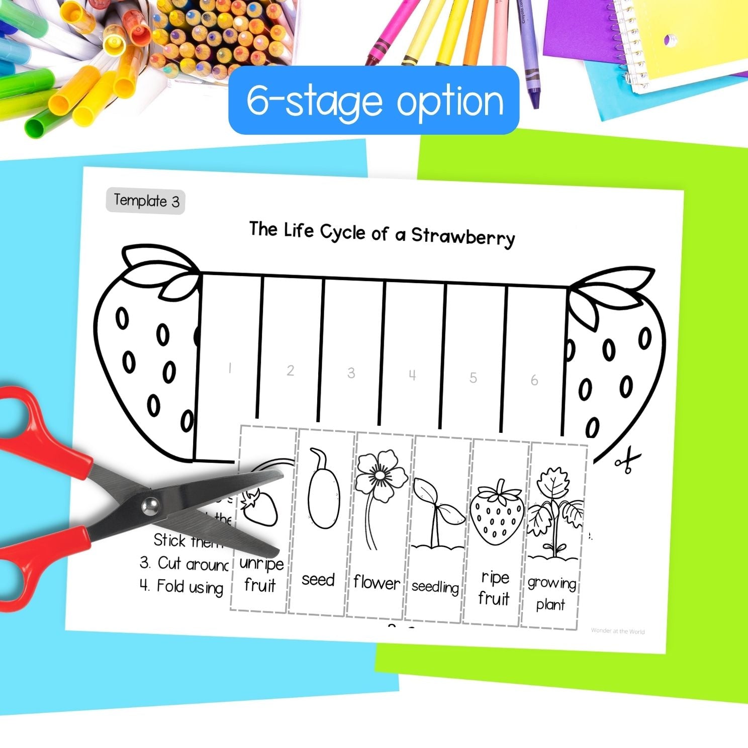 Strawberry plant life cycle sequence and fold sciene craft activity
