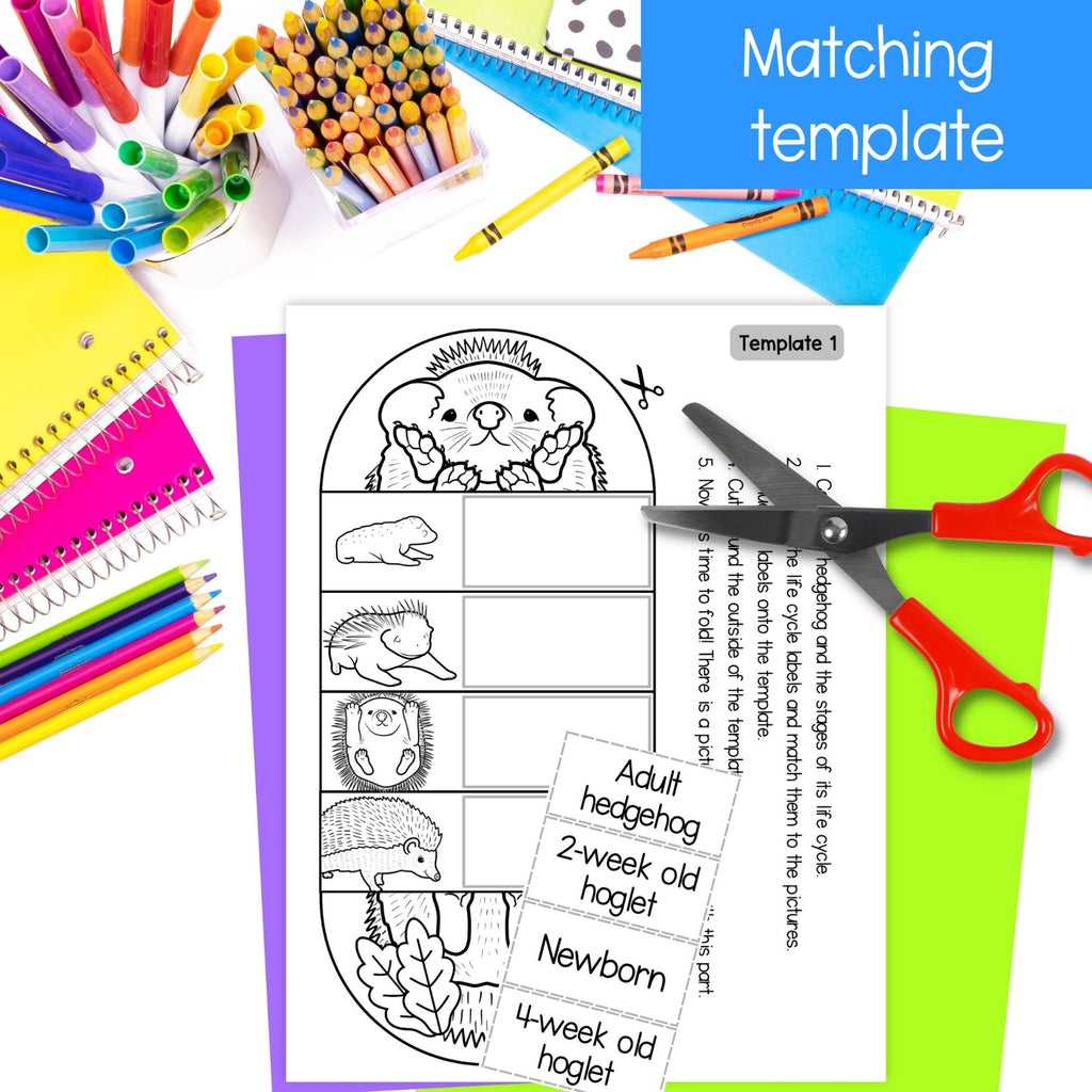 A printable matching template sheet for the hedgehog life cycle, shown with red-handled scissors on a colorful desk setup with crayons, markers, sticky notes, and notebooks. The sheet includes labeled sections for adult hedgehog, 2-week old hoglet, 4-week old hoglet, and newborn hedgehog.