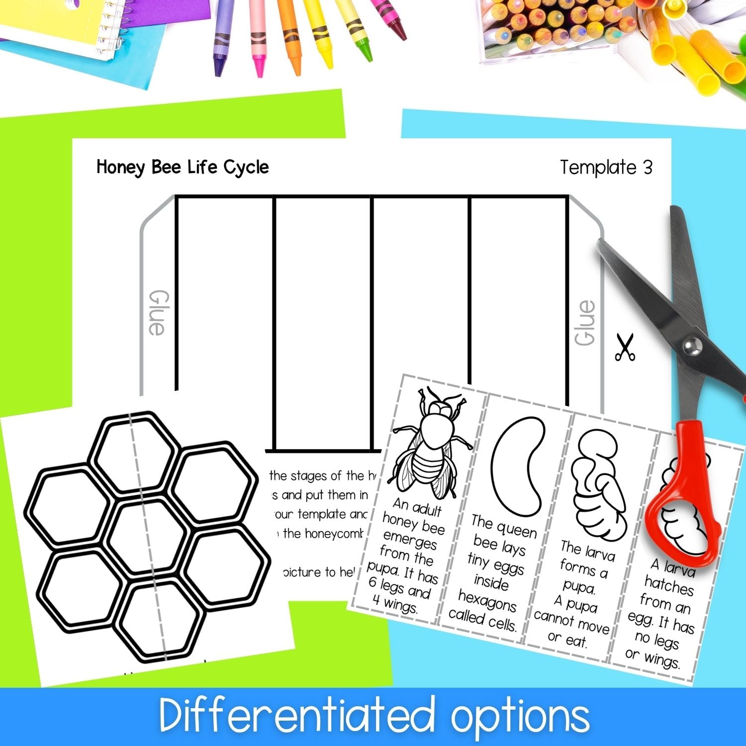 Life cycle of a honey bee sequence and fold science craft activity