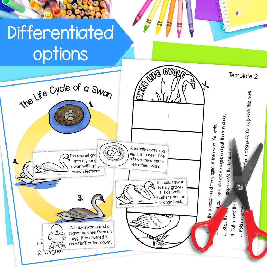 Mute swan life cycle sequence and fold bird science craft activity