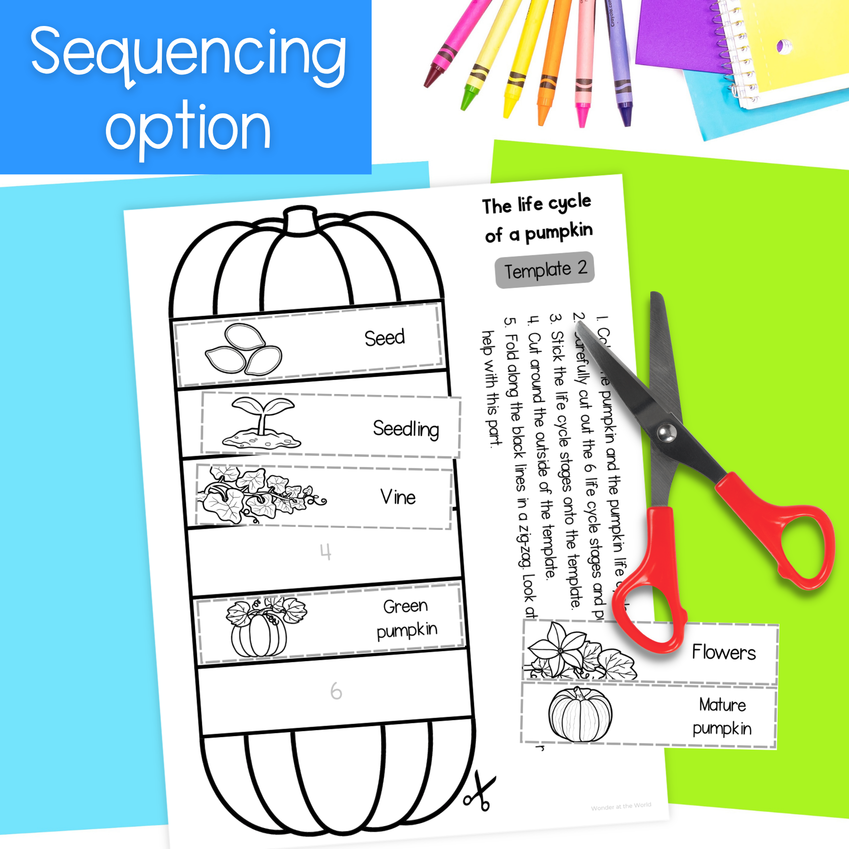 Life cycle of a pumpkin sequence and fold science craft activity