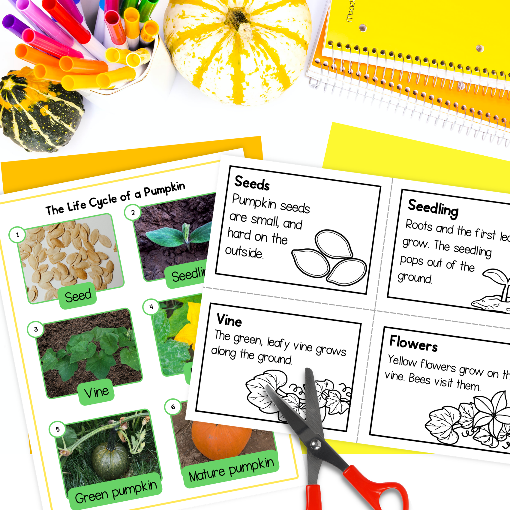 Life cycle of a pumpkin sequence and fold science craft activity