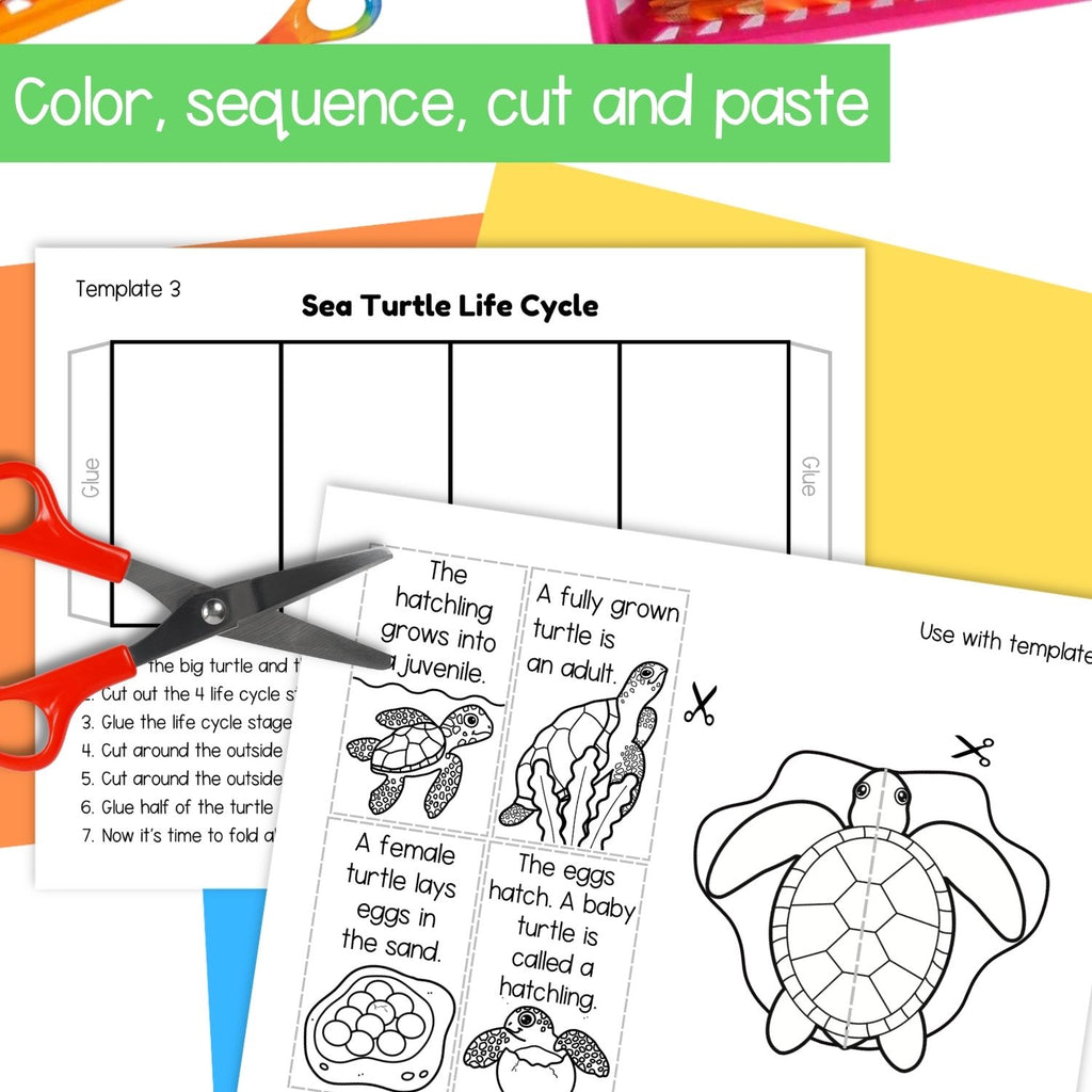 Sea turtle life cycle sequence and fold science craft activity