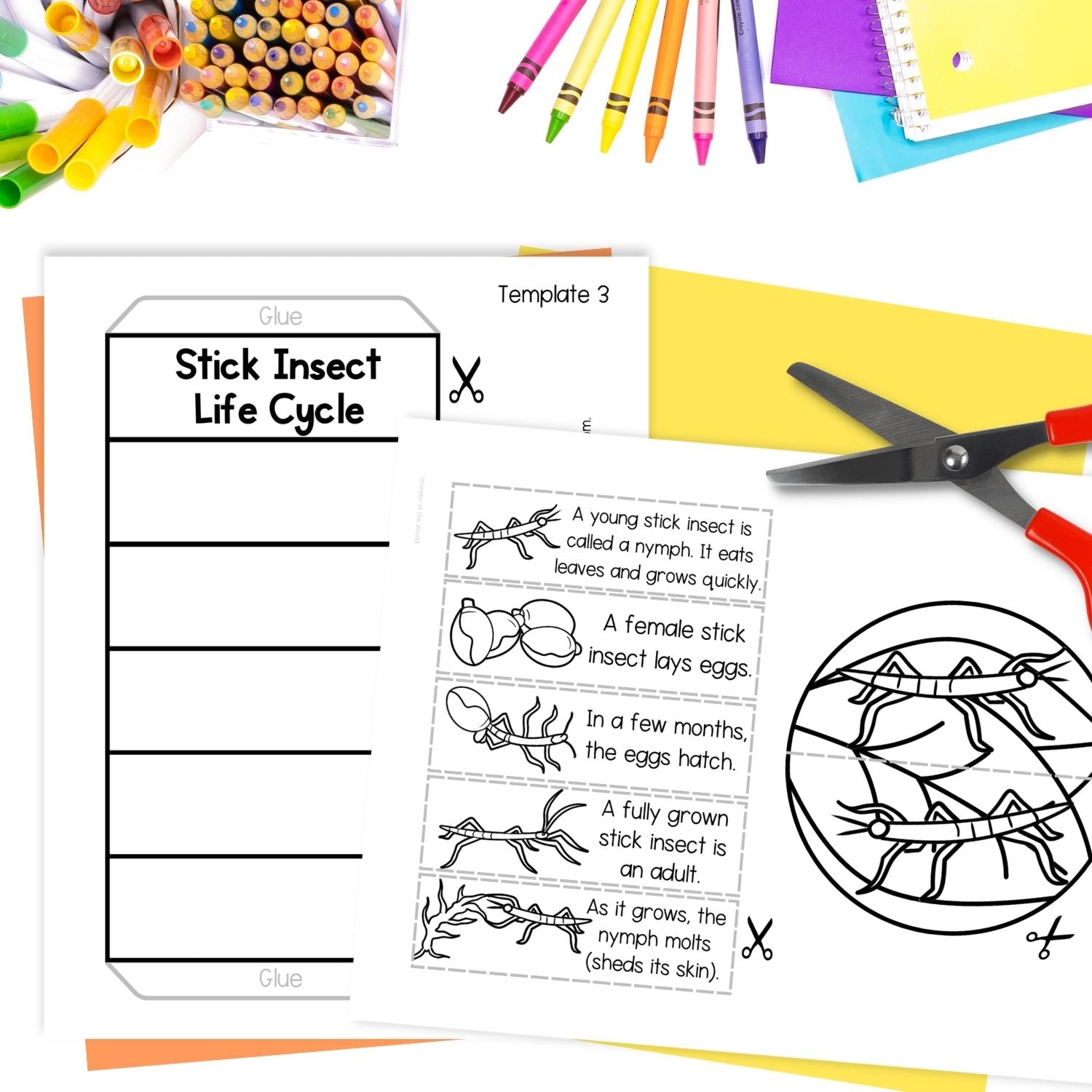 Life cycle of a stick insect sequence and fold science craft