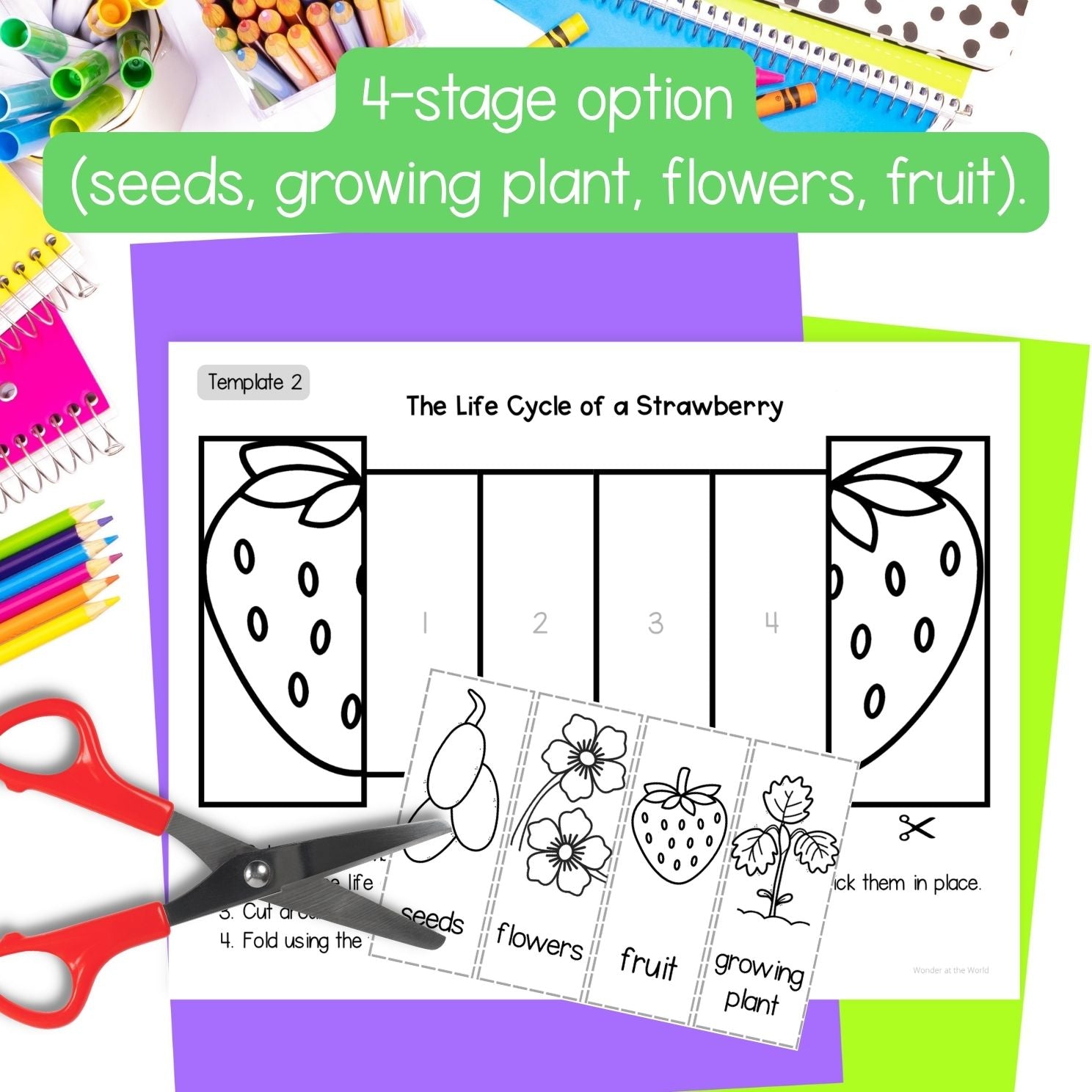 Strawberry plant life cycle sequence and fold sciene craft activity