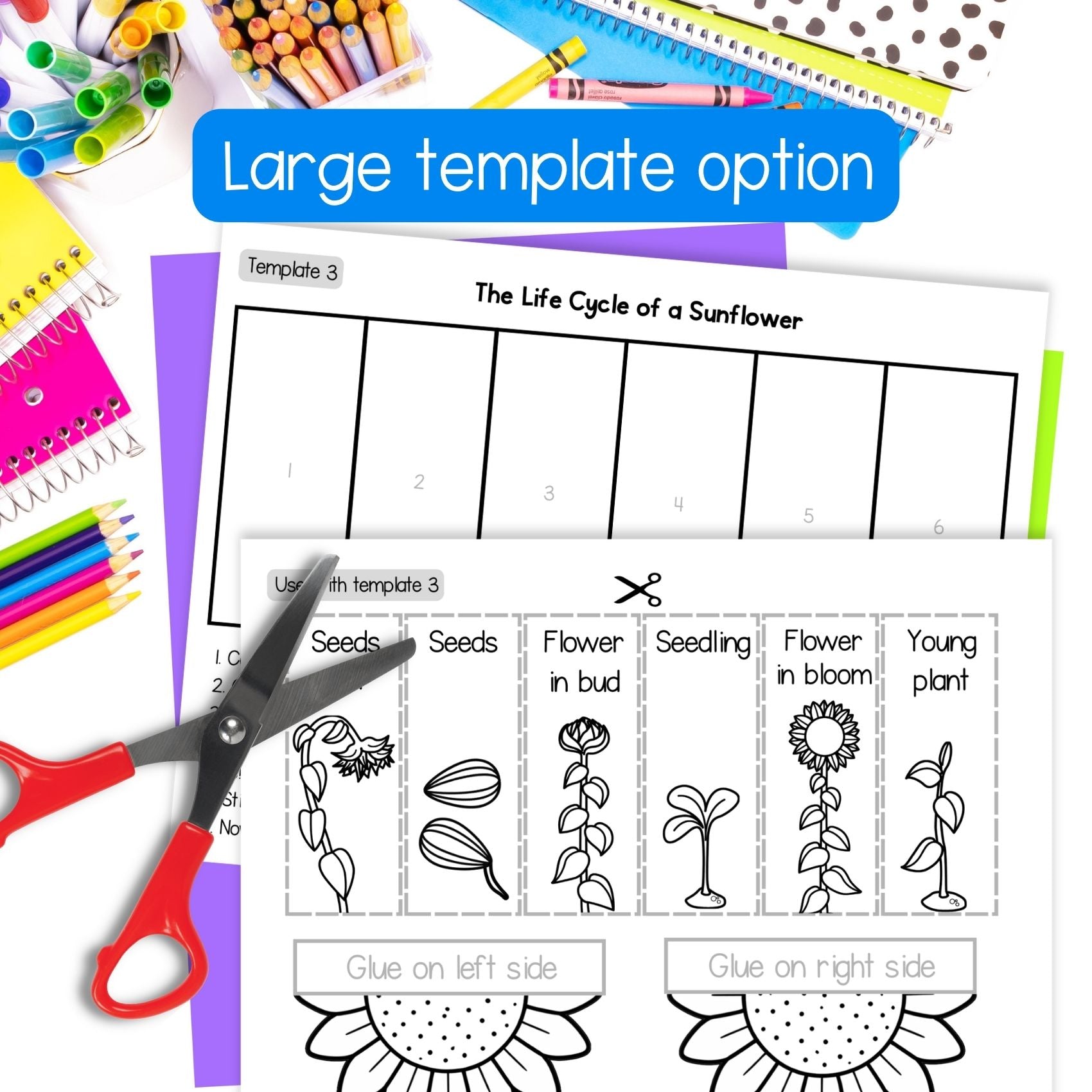 Sunflower life cycle sequence and fold science craft activity