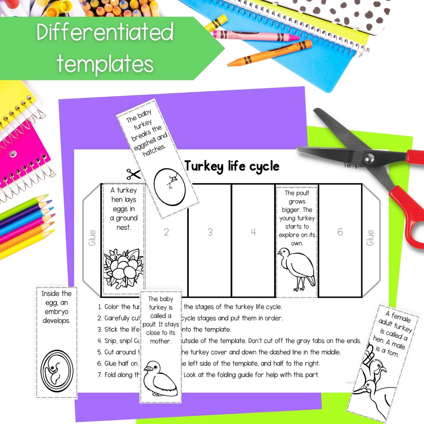 Wild turkey life cycle sequence and fold bird science craft activity