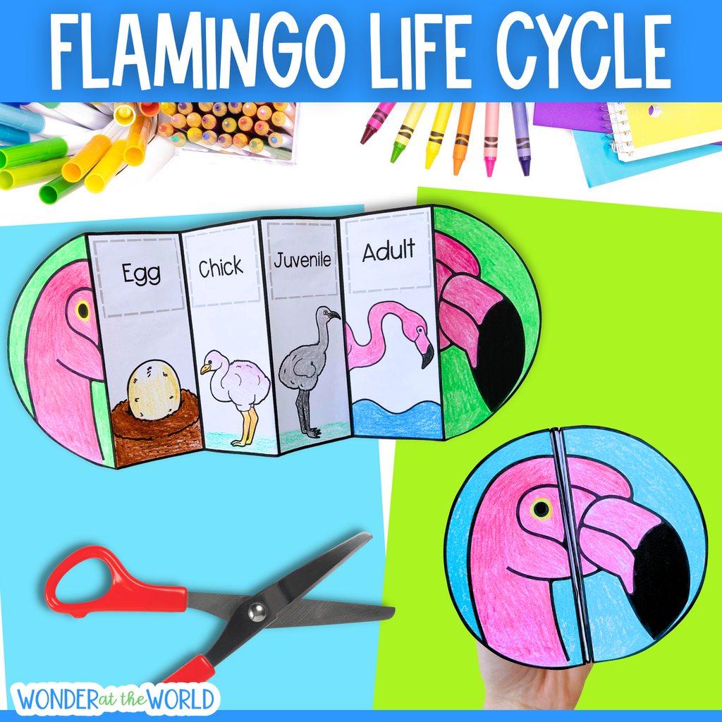 Flamingo life cycle seuquence and fold science craft
