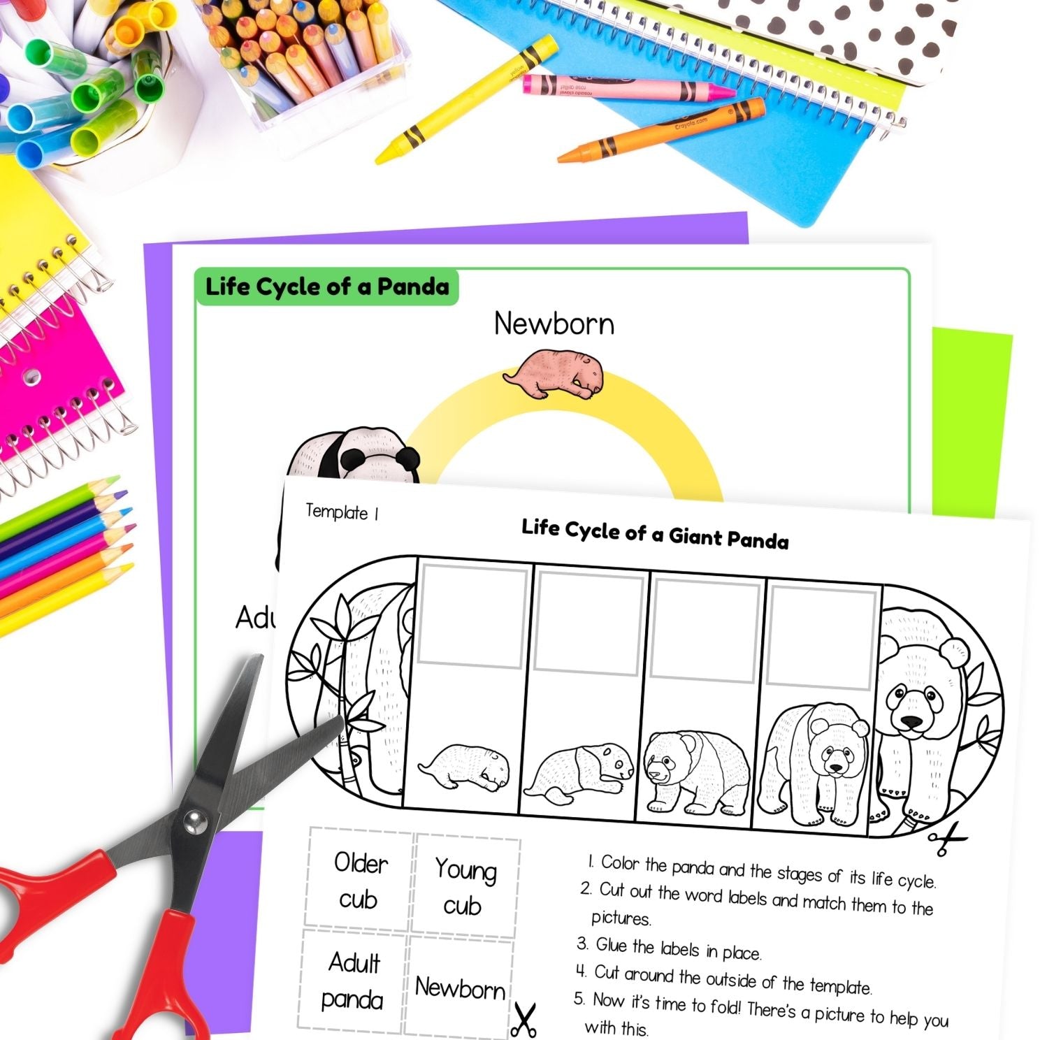 Giant panda life cycle sequence and fold science craft activity