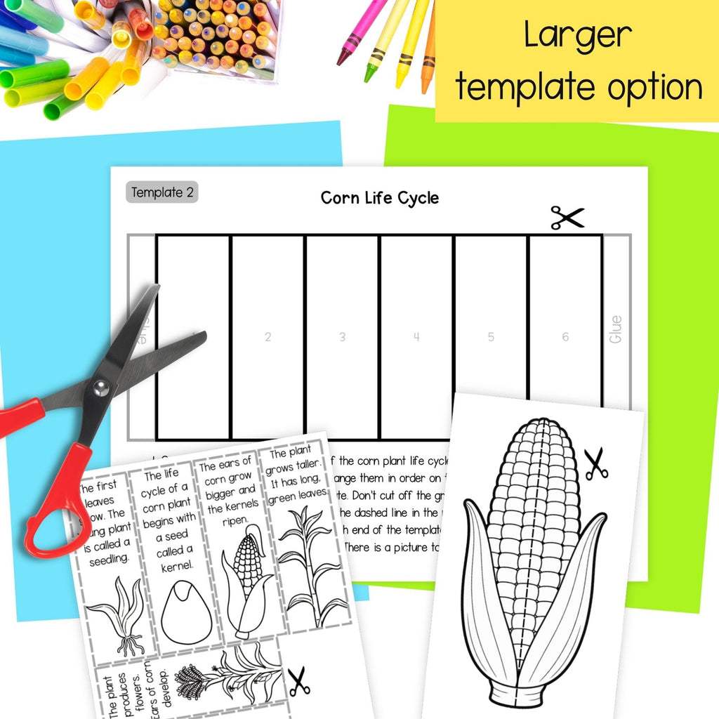 Life cycle of a corn plant sequence and fold science craft activity