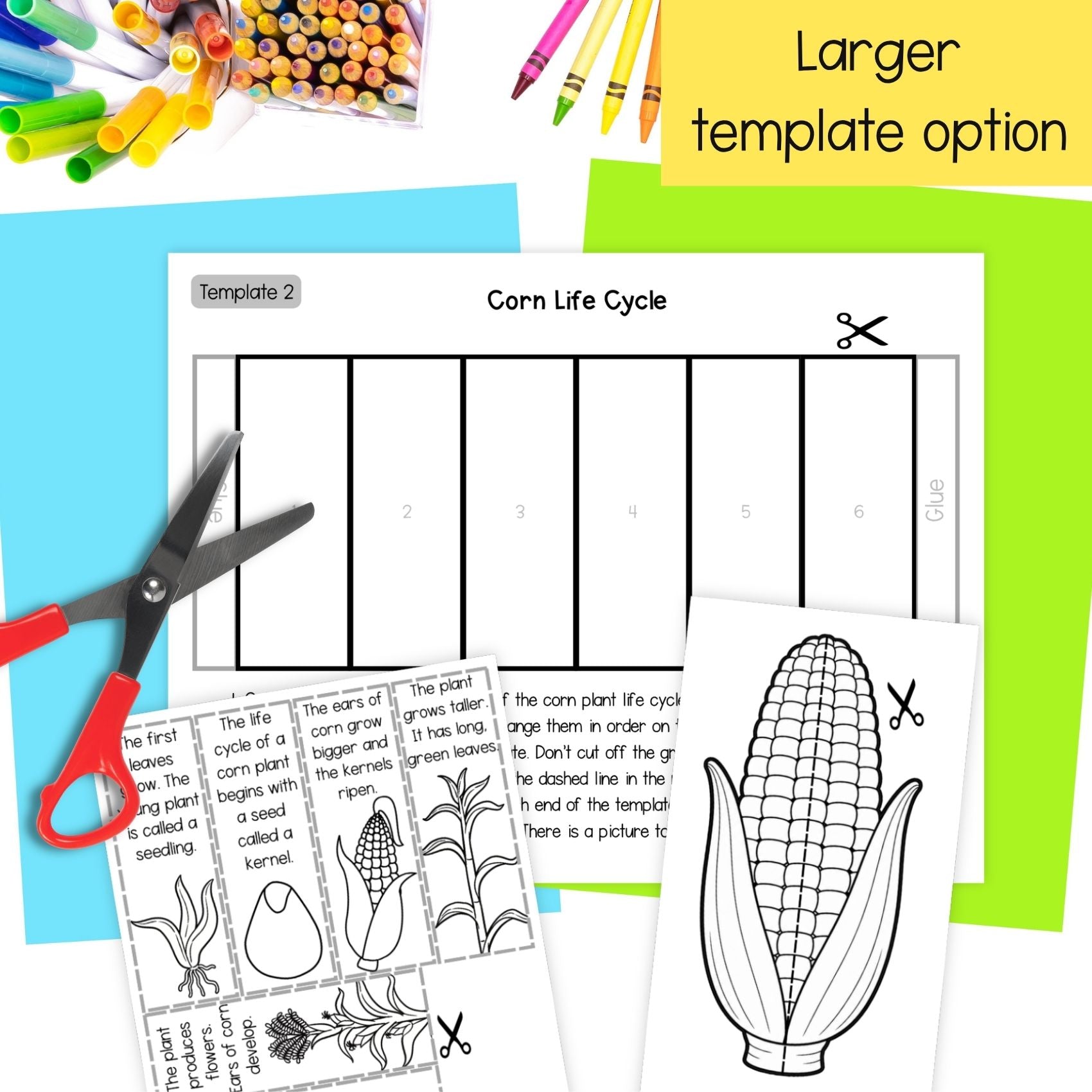 Life cycle of a corn plant sequence and fold science craft activity