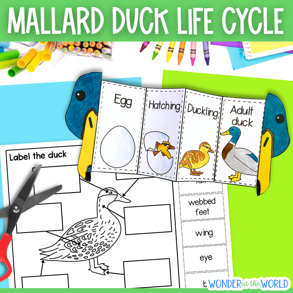 Mallard duck life cycle sequence and fold science craft and labelling