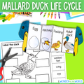 Mallard duck life cycle sequence and fold science craft and labelling