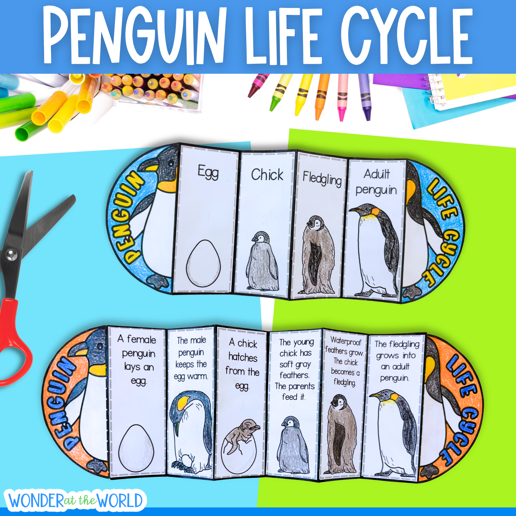 Life cycle of a penguin sequence and fold science craft activty