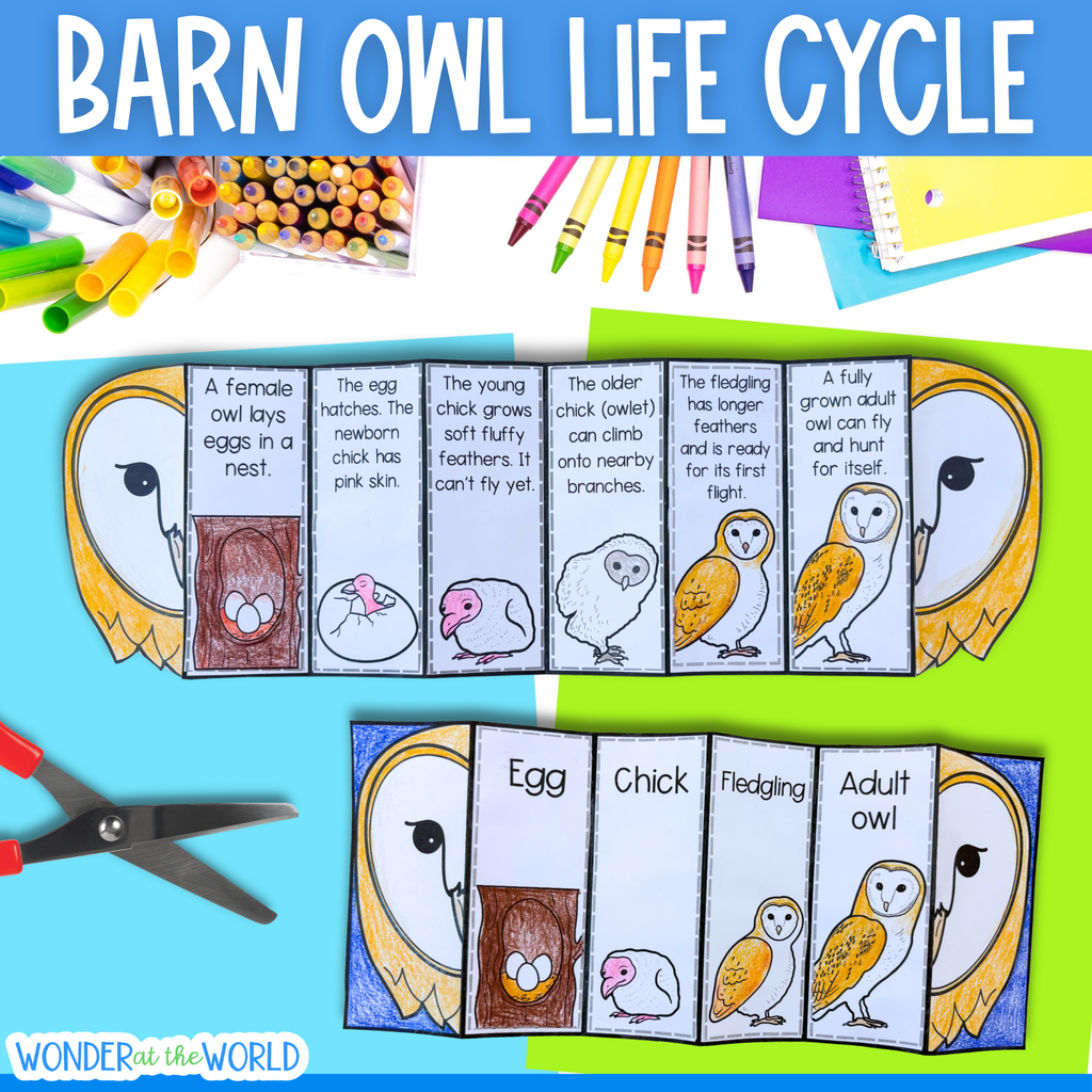 Barn owl life cycle sequence and fold bird science craft activity