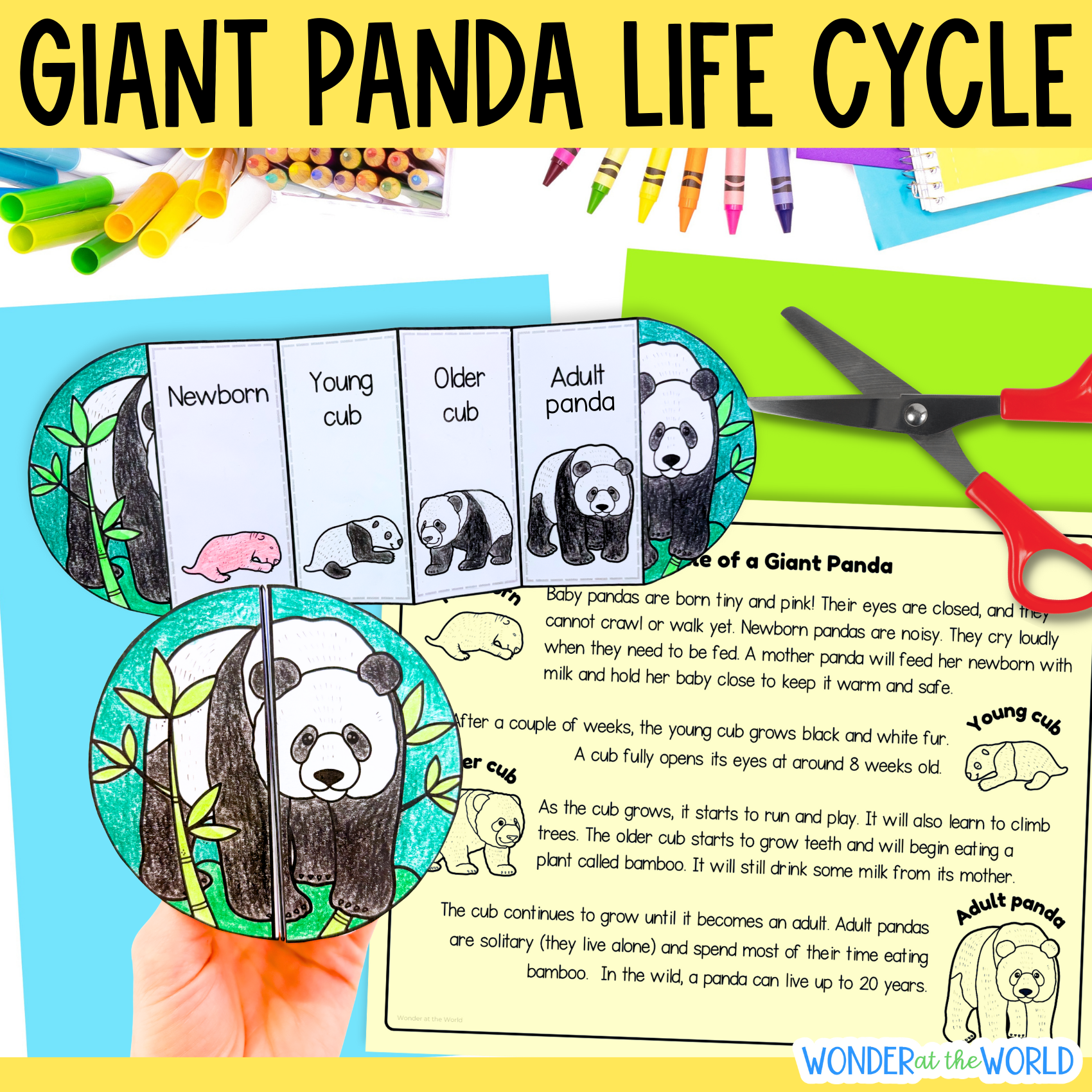 Giant panda life cycle sequence and fold science craft activity