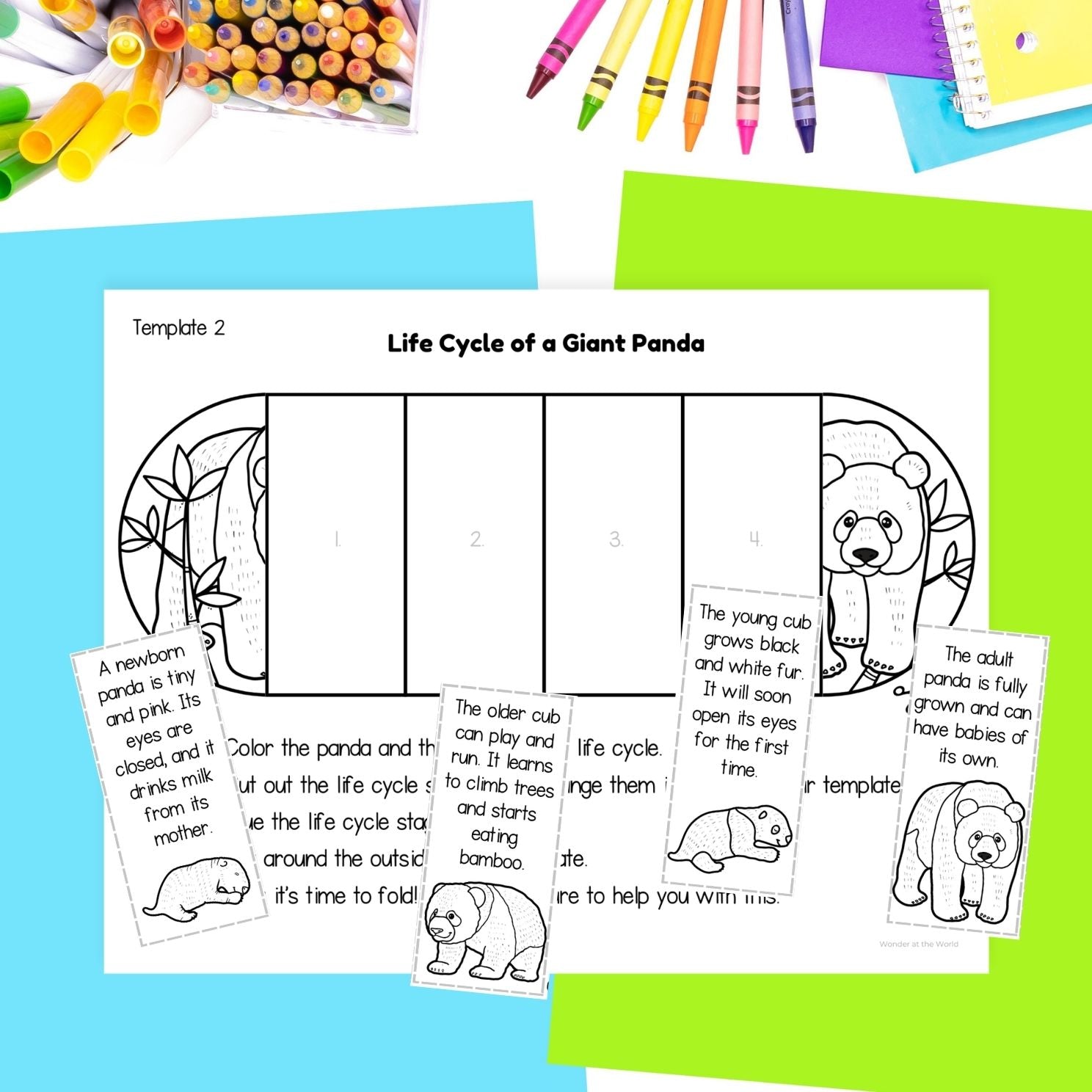 Giant panda life cycle sequence and fold science craft activity