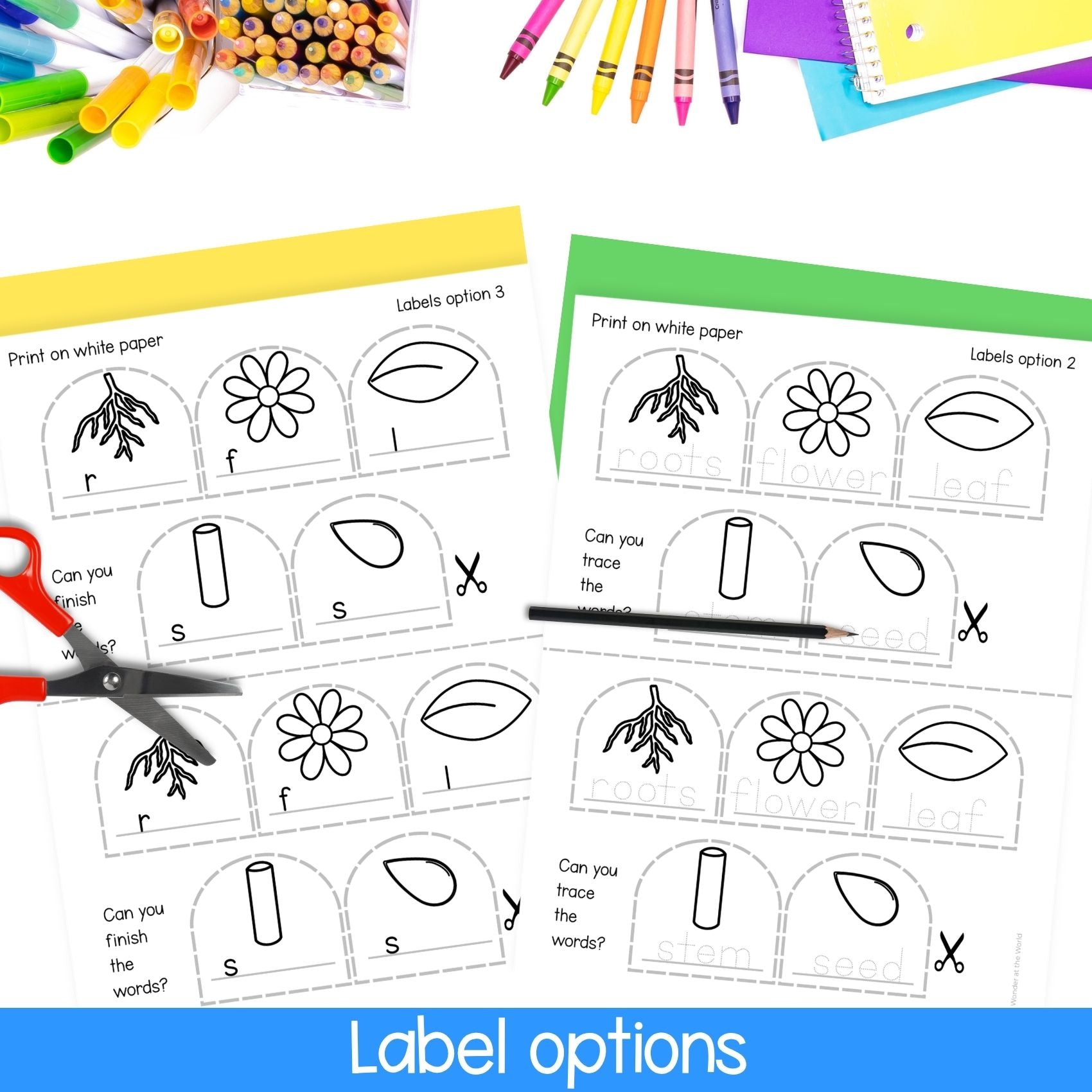 Parts of a plant flower craft activity and worksheet