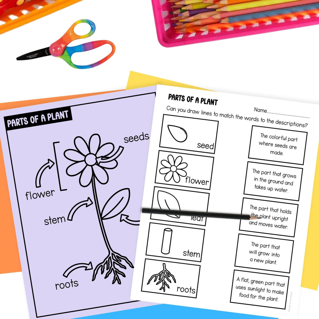 Parts of a plant flower craft activity and worksheet
