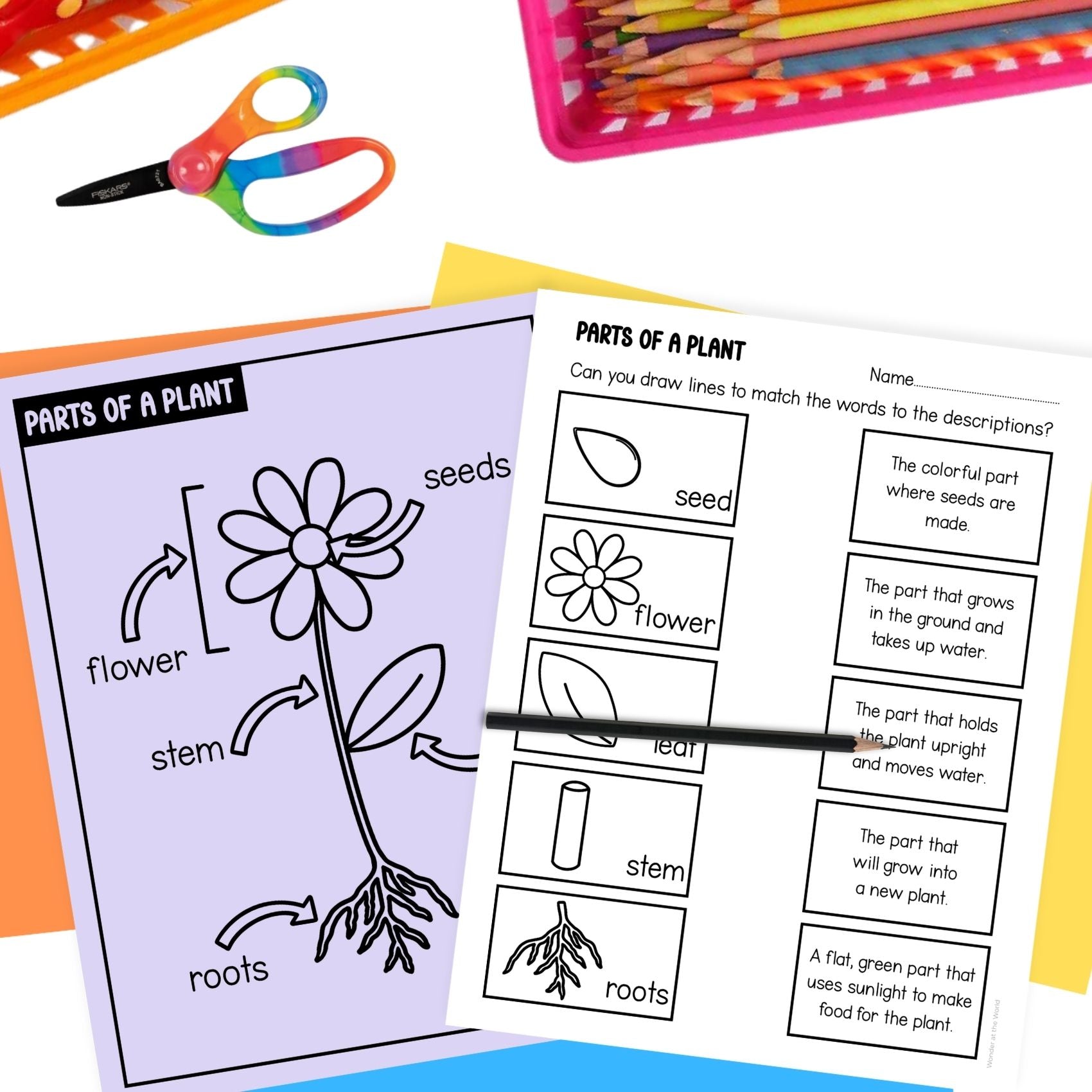 Parts of a plant flower craft activity and worksheet