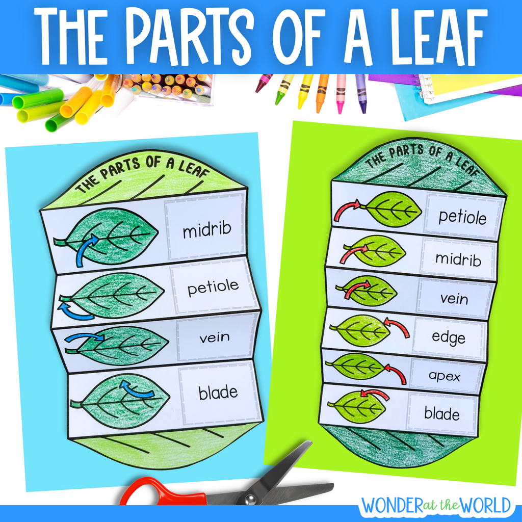 Parts of a leaf cut and paste folding worksheet craft activity